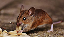24 Hour & Emergency Exterminators in Woodbury, PA